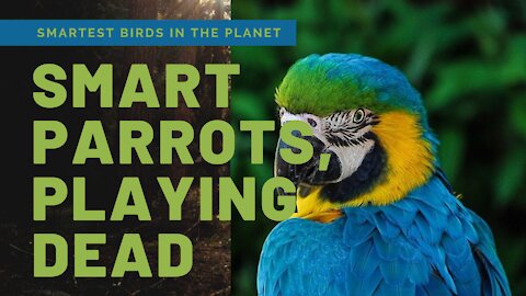 Jeez! Smart Parrots Playing Dead