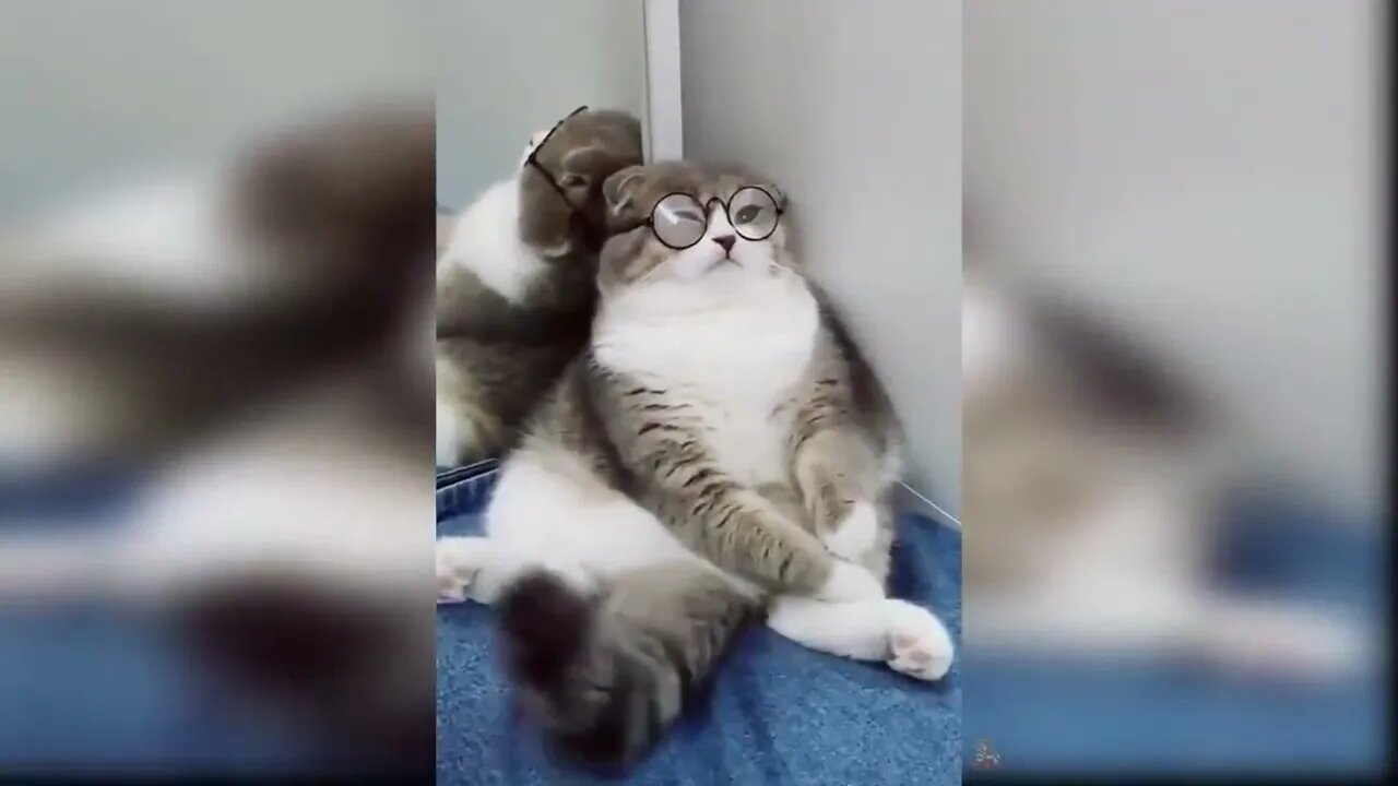 Baby Cats - Funny and Cute Cat Videos Compilation