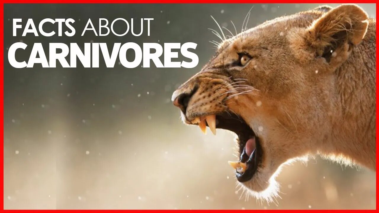 FACTS ABOUT CARNIVORES | CLASSIFICATION OF CARNIVORES | CARNEVORES ANIMALS