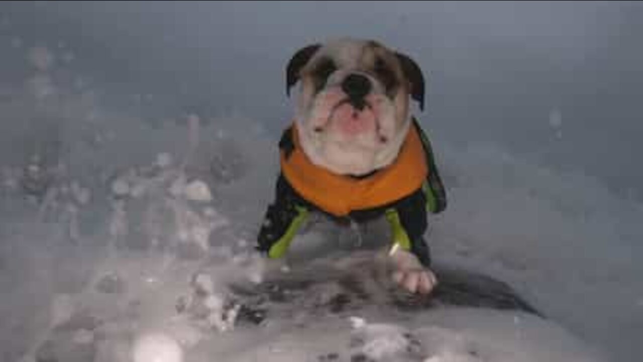 Ce chien se remet au surf avec l'ouverture des plages