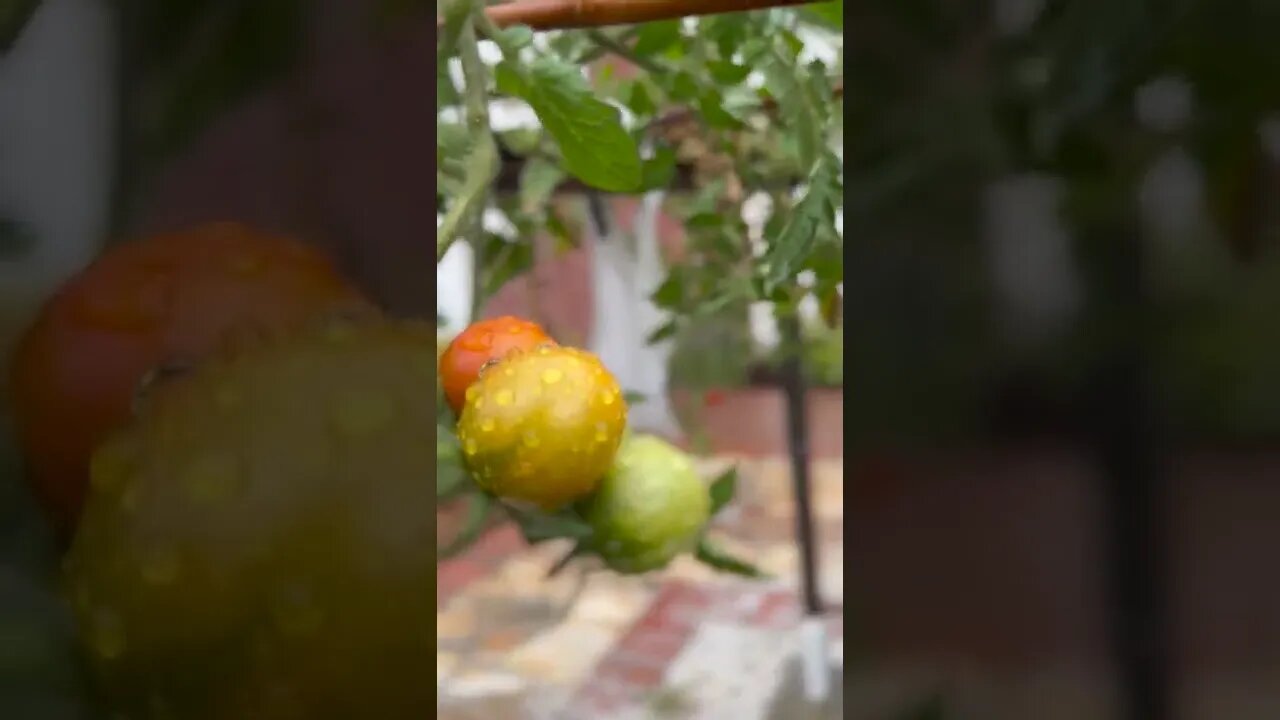 Tomato plants after the first rain in the summer in the garden. #shorts