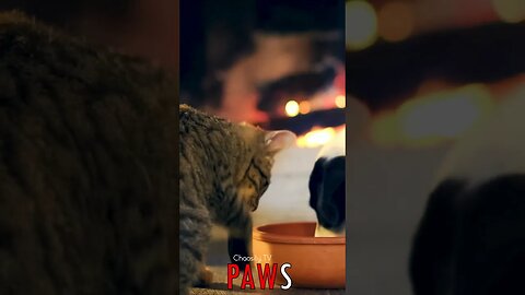 🐶 #PAWS - Feline and Canine Harmony: Sharing Food with a Warm Hearth Nearby 🐾