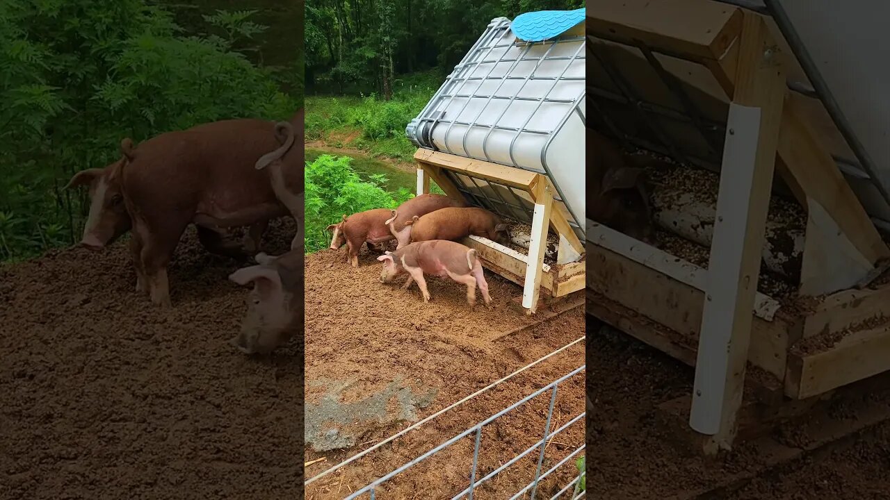 Piglets Eating Breakfast @UncleTimsFarm #kärnəvór #carnivore #shorts #hereford #freerangepigs