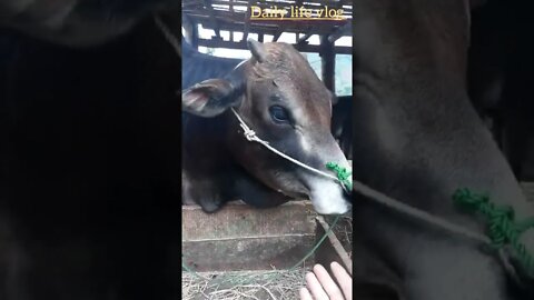 cow is so cute
