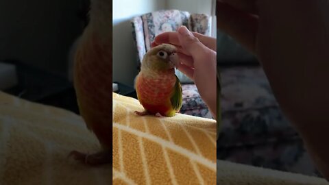Don't Pet Challenge - Lovebird