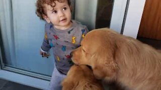 Le parfait trio entre une fillette et ses golden retrievers