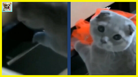 This Kitten was Caught and his Reaction could not have been Better!