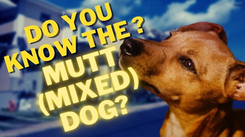 DO YOU KNOW THE MUTT (MIXED) DOGS?