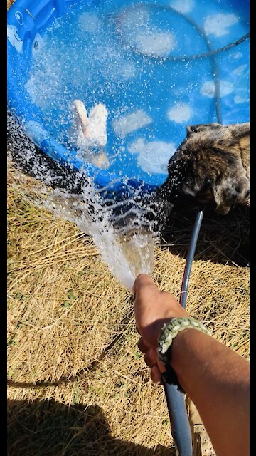 Mastiff Playing with the Aflac Duck