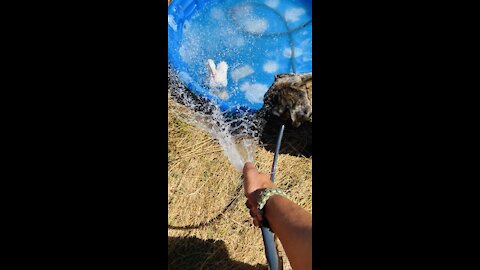 Mastiff Playing with the Aflac Duck