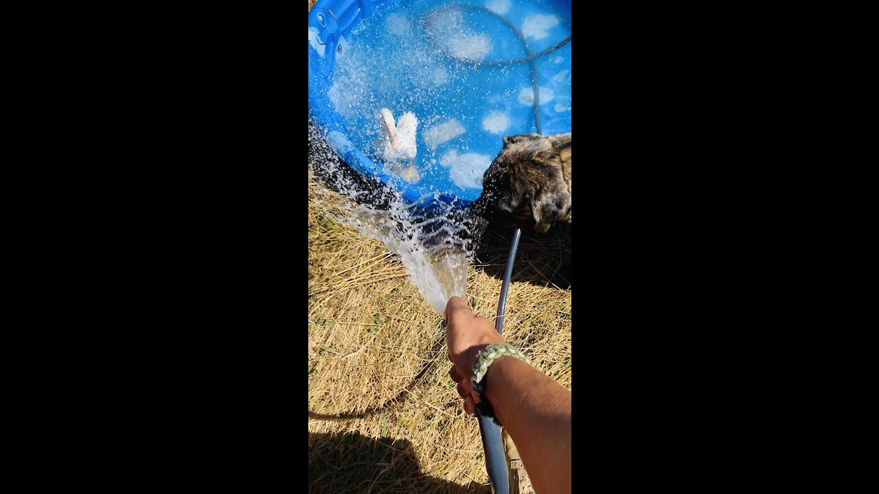 Mastiff Playing with the Aflac Duck