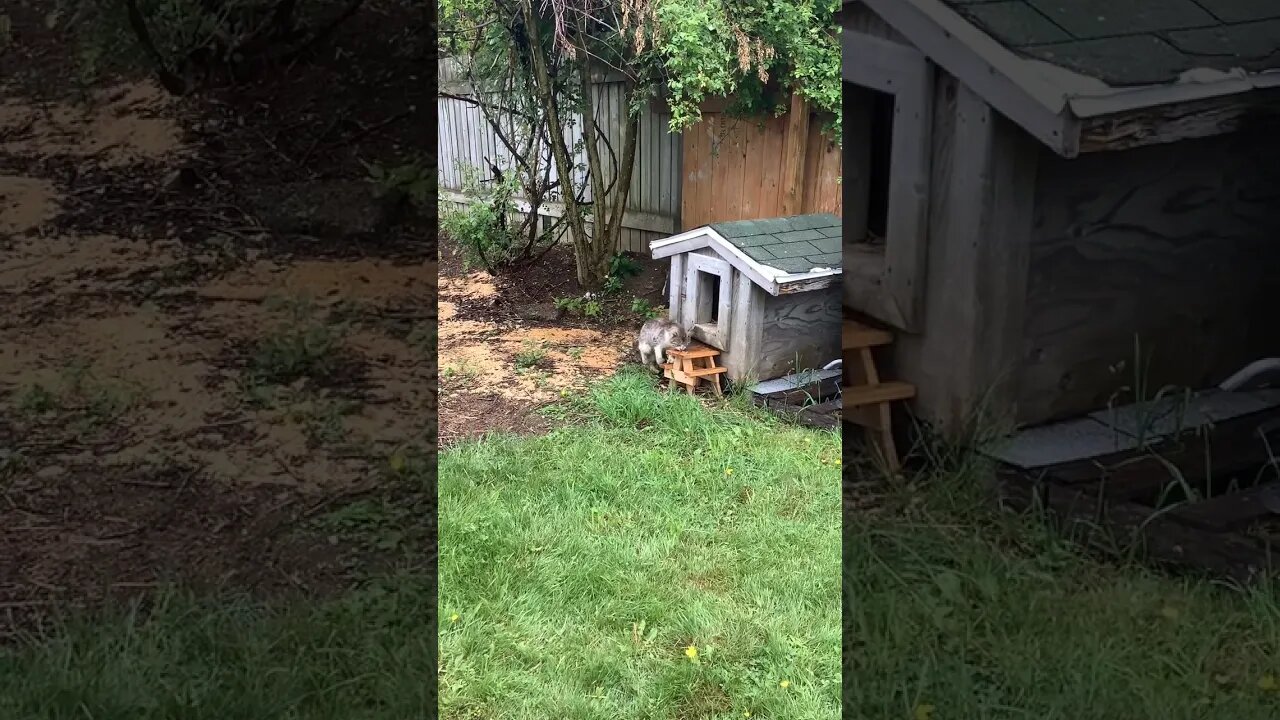 Stray cat (that I feed and shelter) coming for special cookies