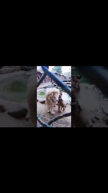 Tiger 🐯 vs Puppy 🤣#Shorts #ytshorts #UbertainmentFun #Dogs #Animals #Fun