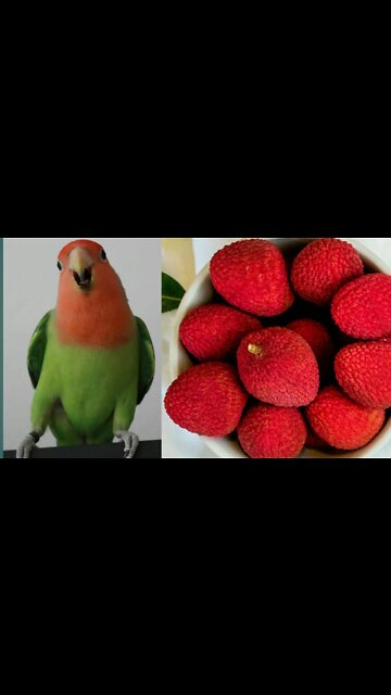 Parrot is eating litchi.