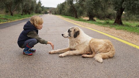 Basic Dog Training - 🐕 Essentials Every Dog Owner Should Know! 🐶