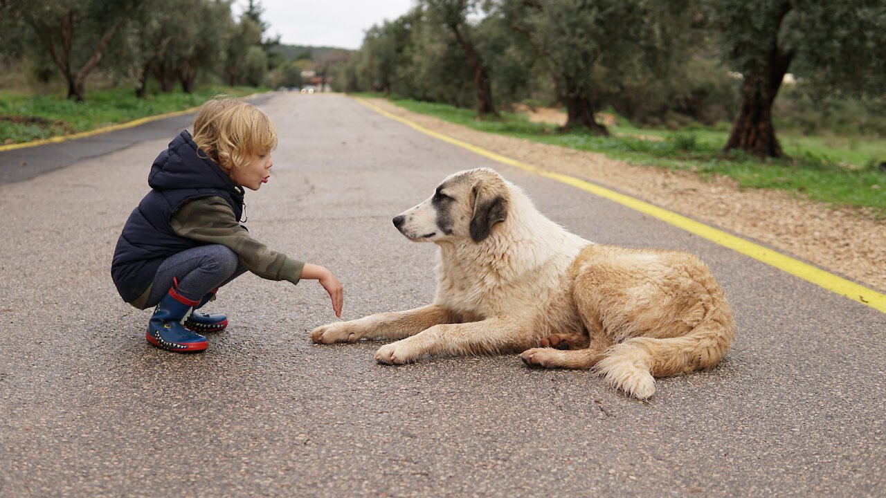 Basic Dog Training - 🐕 Essentials Every Dog Owner Should Know! 🐶