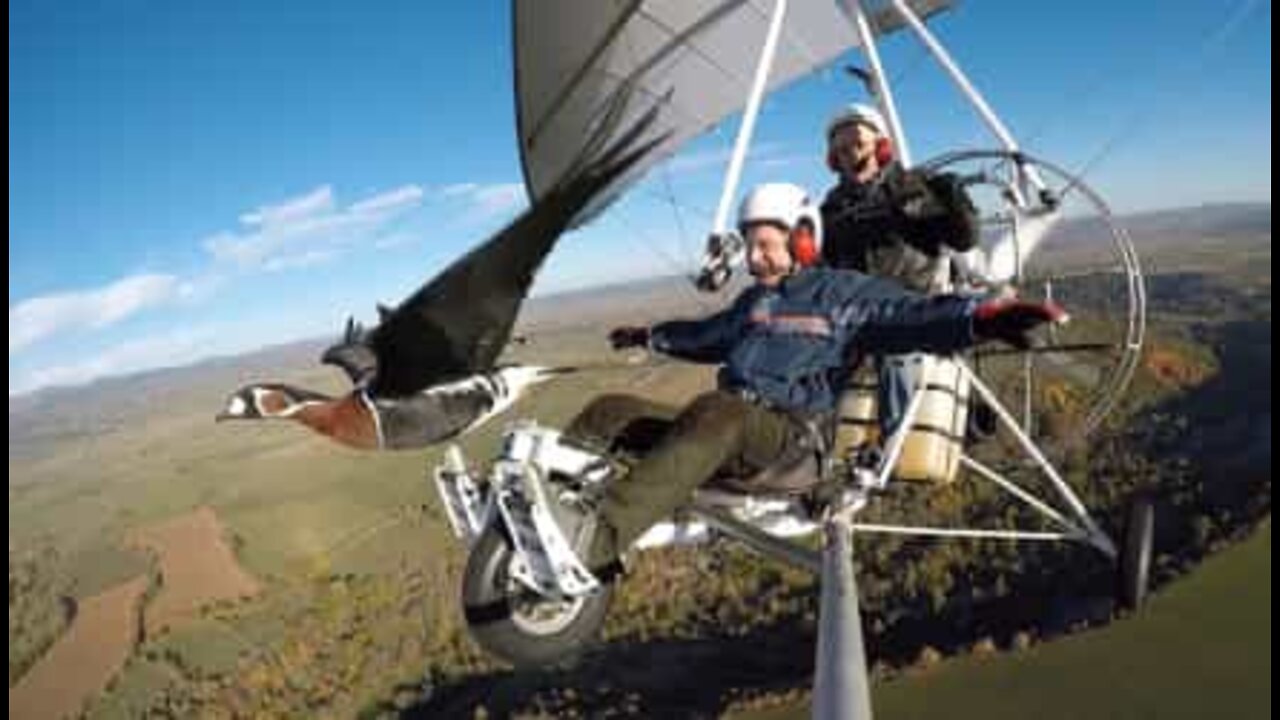 Pilot flyver tæt på en flok trækfugle