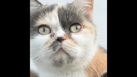 Cute Cat vs Puppy: Which One is Cuter? #shorts #youtube