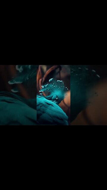 Crowned dove Victoria