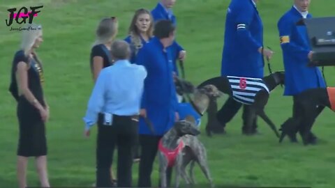 Greyhound dog racing - Track race 480m