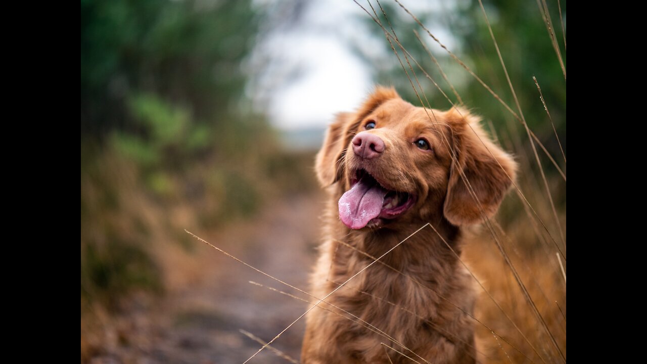 Puppy Gets 'Shot' And Plays Dead!