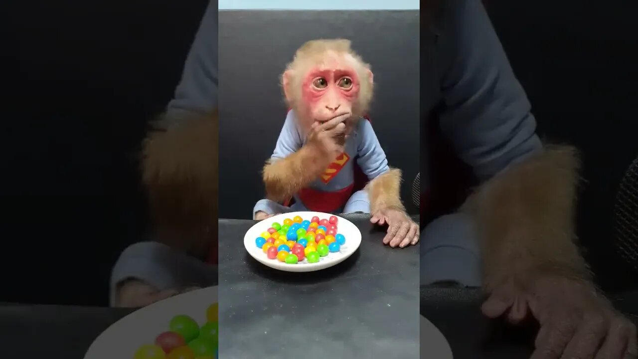 Cute Baby Monkey with Colorful Chocolate Candy