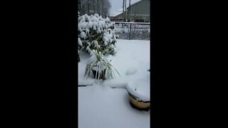 Beautiful Snow #shorts