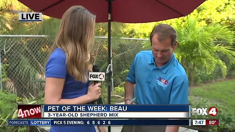 Pet of the Week: Beau