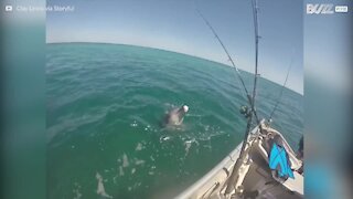 Ce dauphin salue un bateau de pêche en Australie