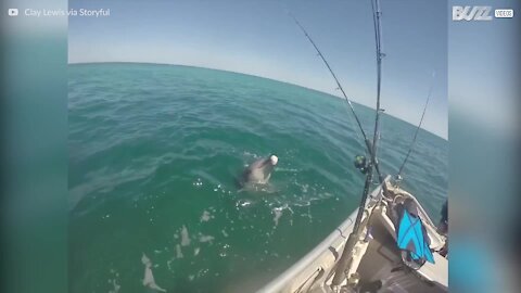 Ce dauphin salue un bateau de pêche en Australie
