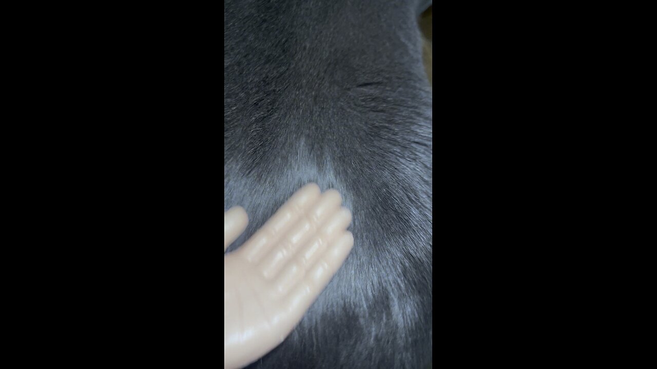 Wednesday whiskers with SPH: A close up on Kevin Cakes’ fur. #funnyvideos #tinyhands