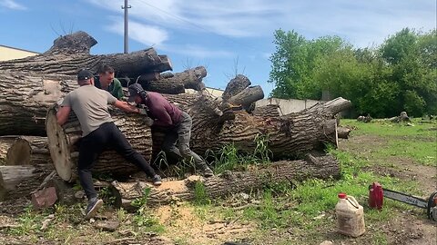 Through the blockage of poplar/Тополиный завал