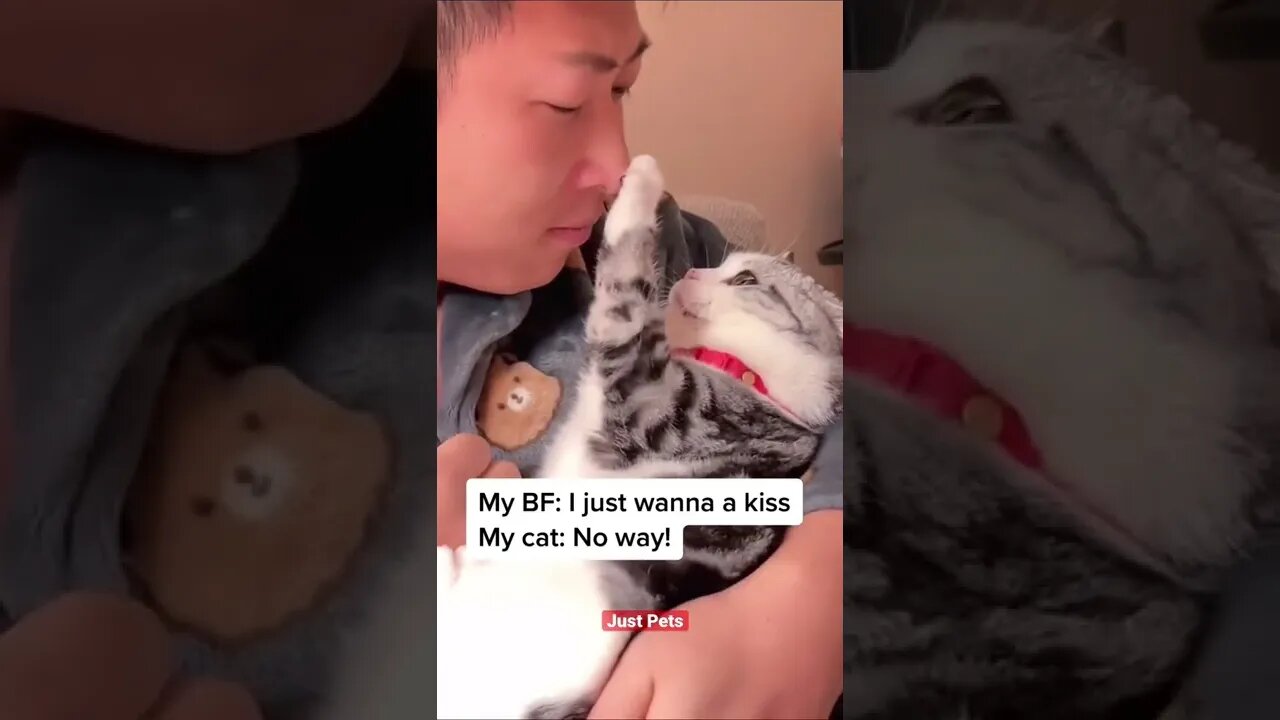 No kiss for you #cute #funnyanimals #tiktok #funnyvideos #cat