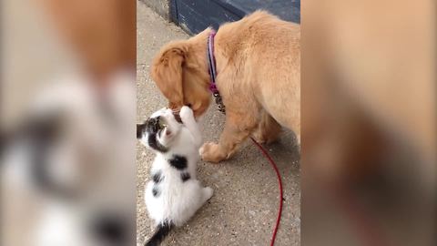 A Puppy And A Kitten Make The Best Of Friends