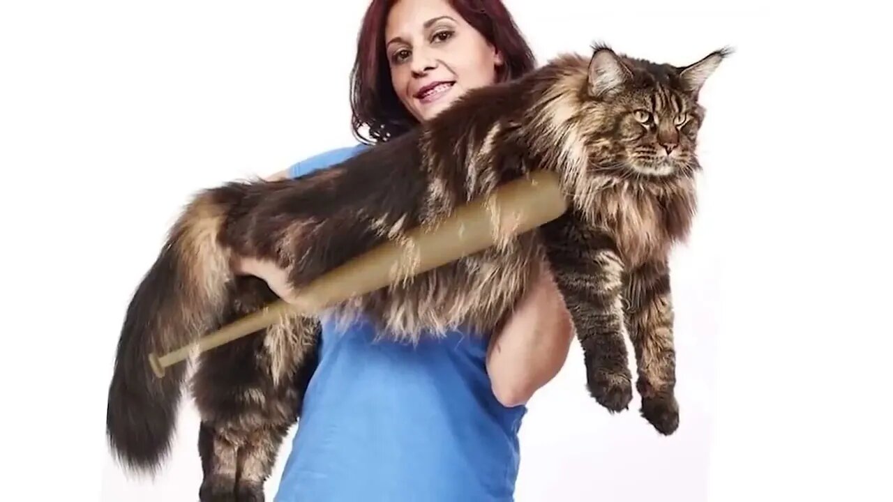 The BIGGEST CAT BREEDS In The World