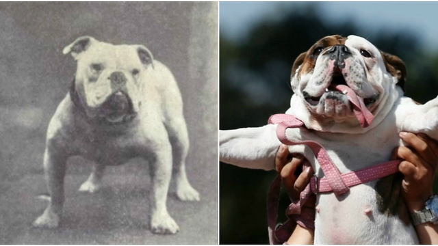 If You Traveled Back in Time, You Wouldn't Recognize Your Dog