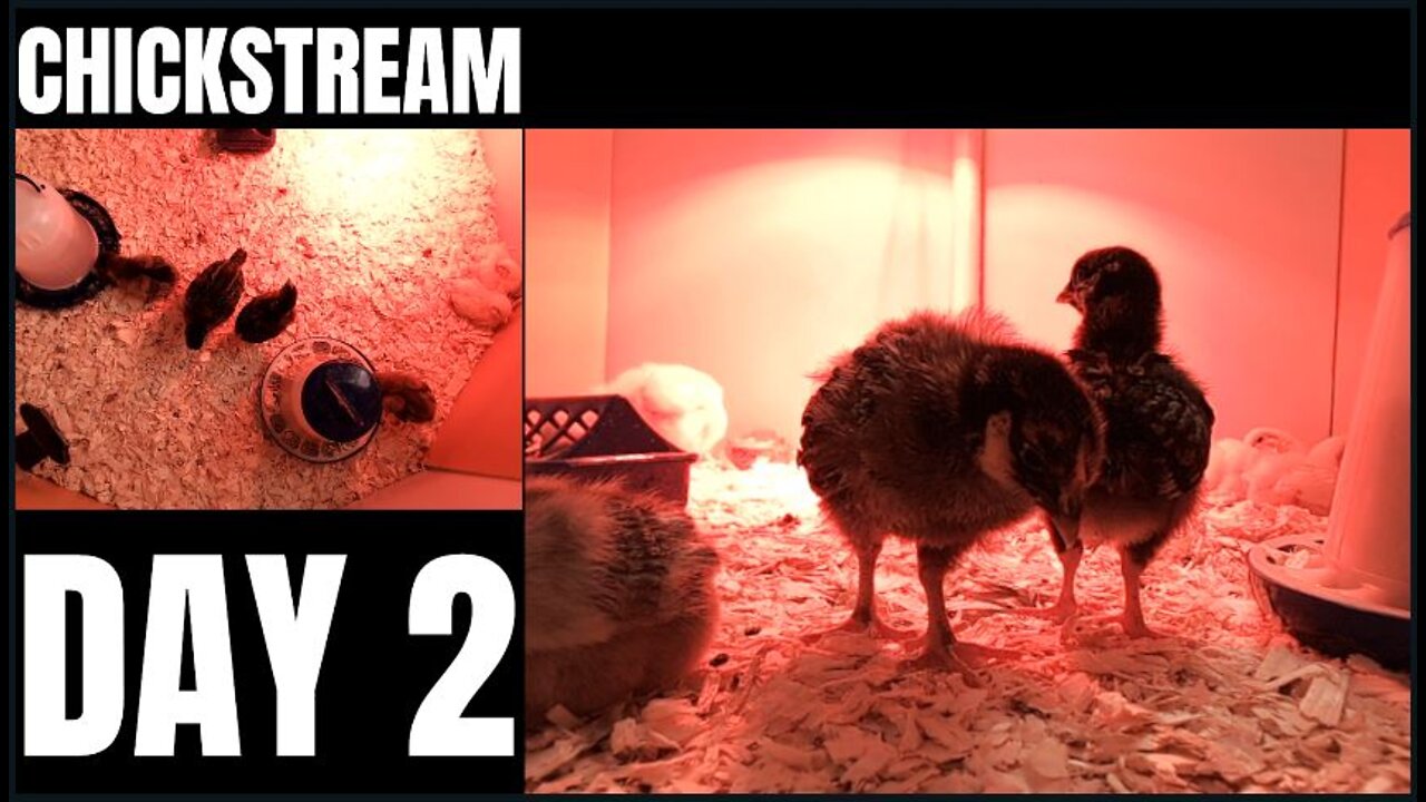 CHICKSTREAM!