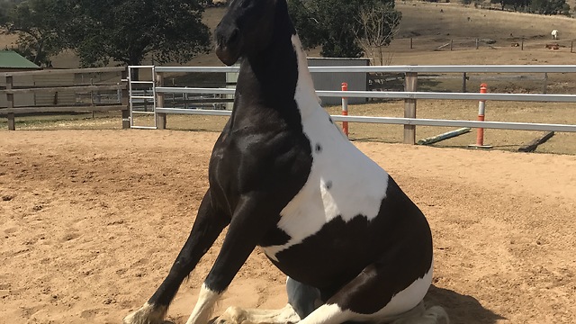 Sitting Horse Refuses To Stand Up