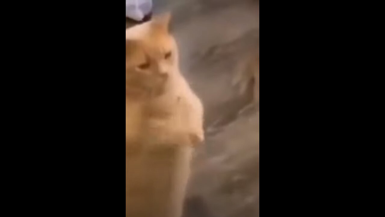 BEGGING FOR FOOD 😂🐈 FUNNY VIDEO