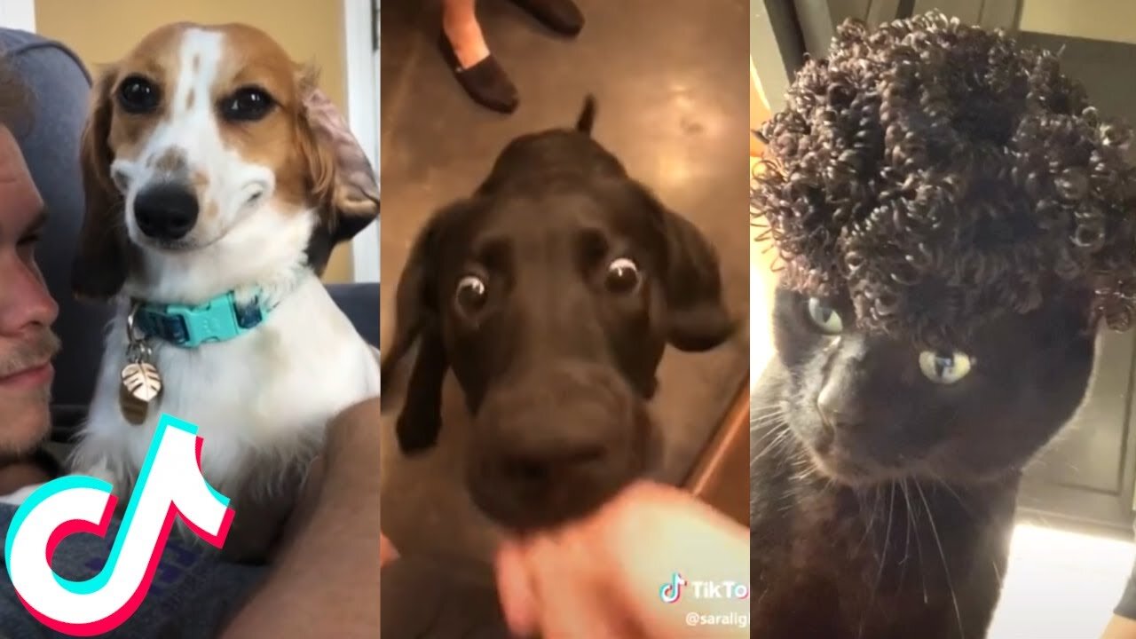 Funny Animal TikToks to Brighten Up your Day 😂 🥰