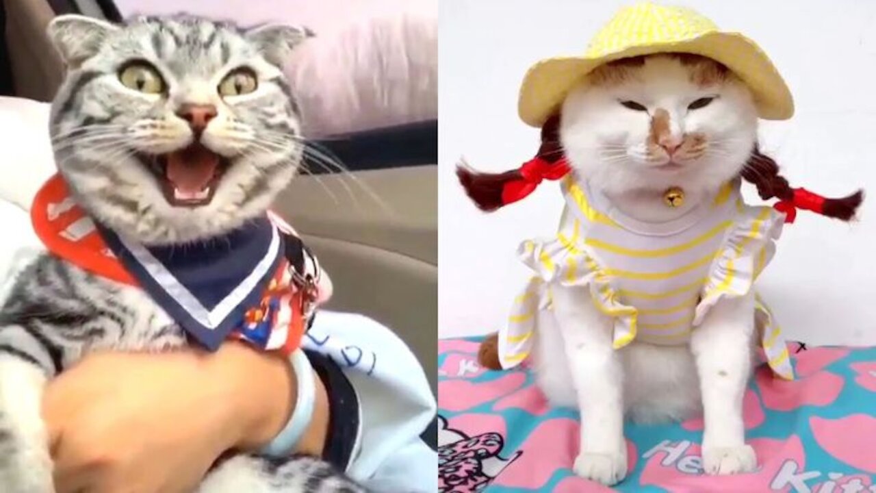 hysterical laughter cats