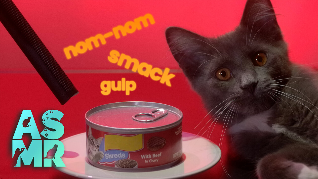 ASMR Kitten Purring and Eating Beef Shreds in Gravy - Cat Food ASMR