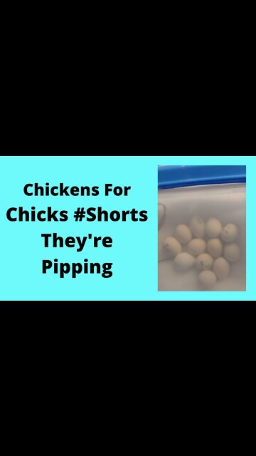 Chicks Pipping 1 #Shorts