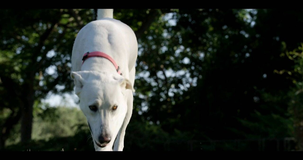 Dog puppy walk around the house Park #Dog