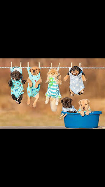CUTE DOGS & PUPPIES FUNNY VIDEO-TRY NOT TO LAUGH🤣🤣🤣😅😅😅