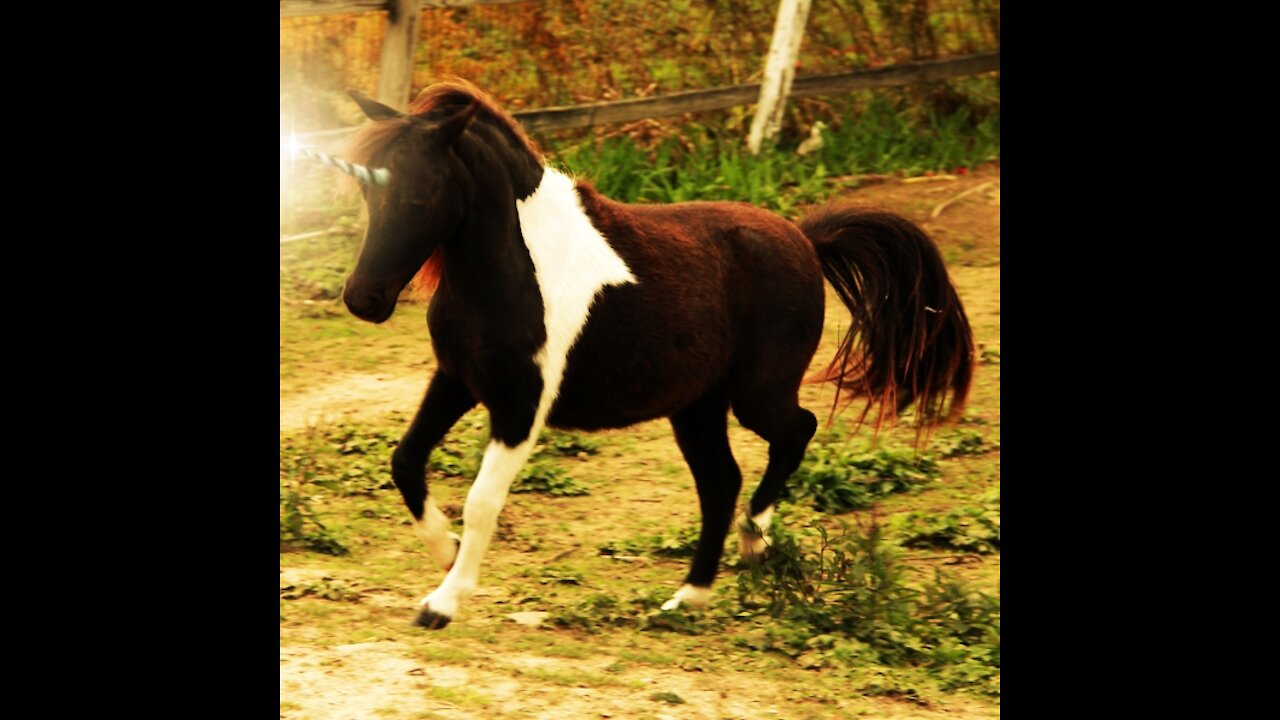 Miniature Horses Acting Silly After a Rainstorm