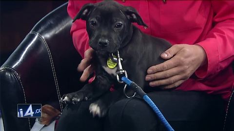 Tips to keep pets safe from coytoes