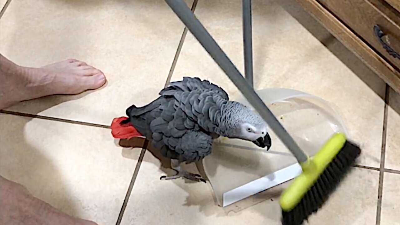 Insistent parrot helps his owner sweep the floor