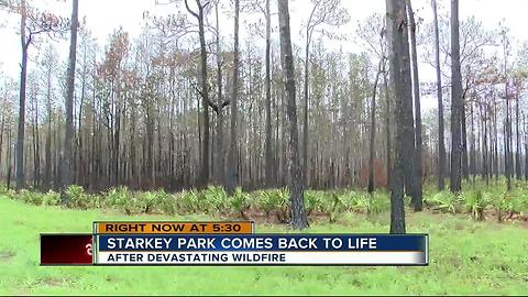 Starkey Park comes back to life