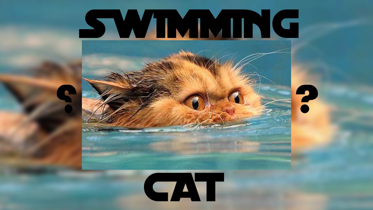 Swimming cat?